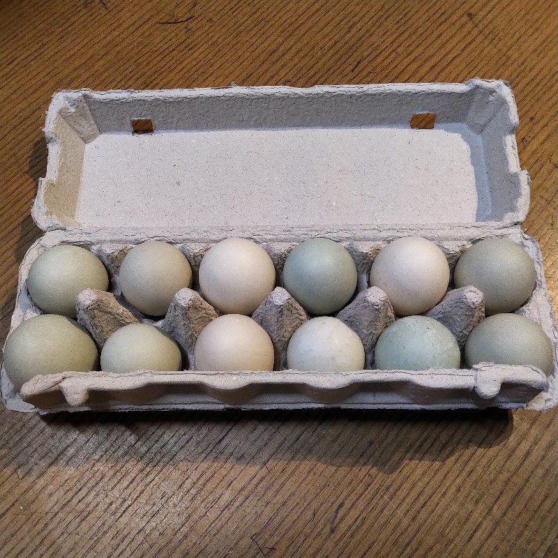 Eggs, Duck