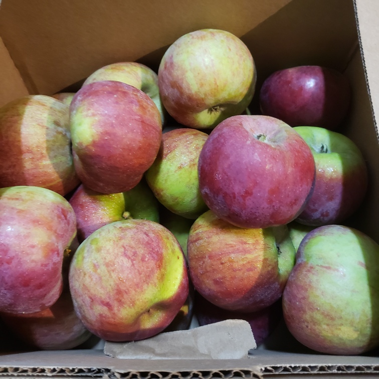 Apple, Cortland 20lb - Palatine