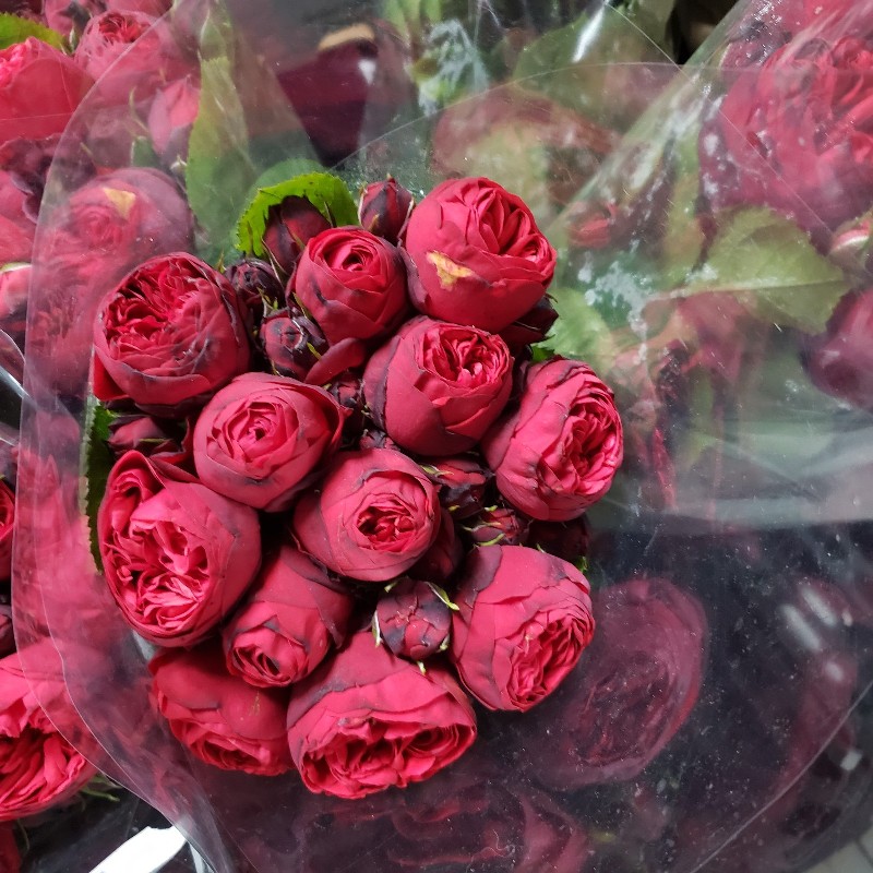 Flower Bouquet - Roses, Antique Single Colour - Palatine