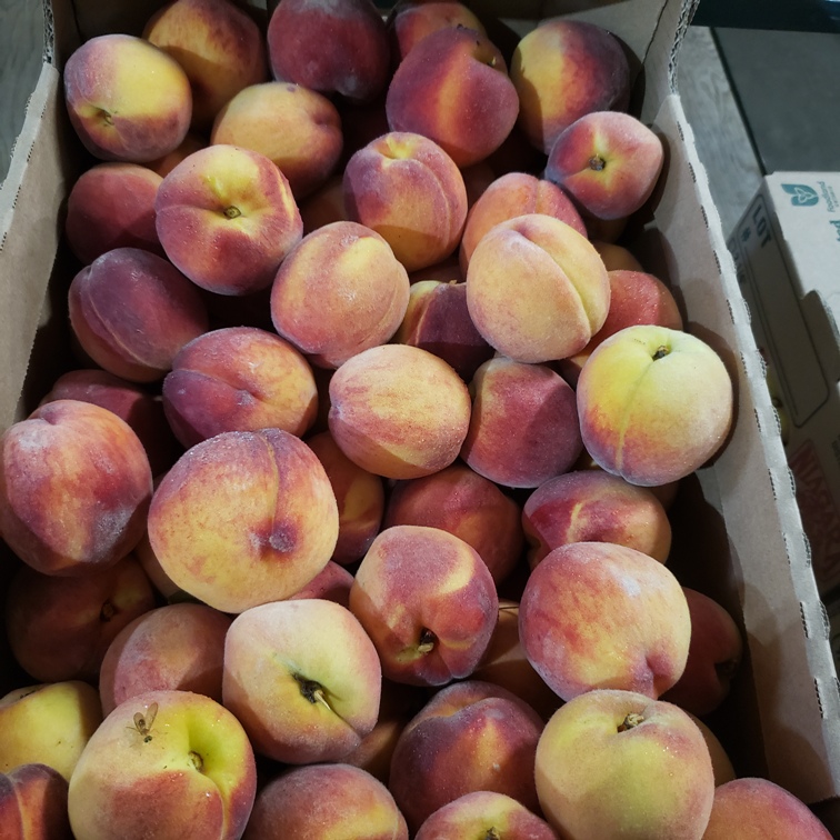 Peaches, Garnet Beauty (Semi-Freestone) 25lb