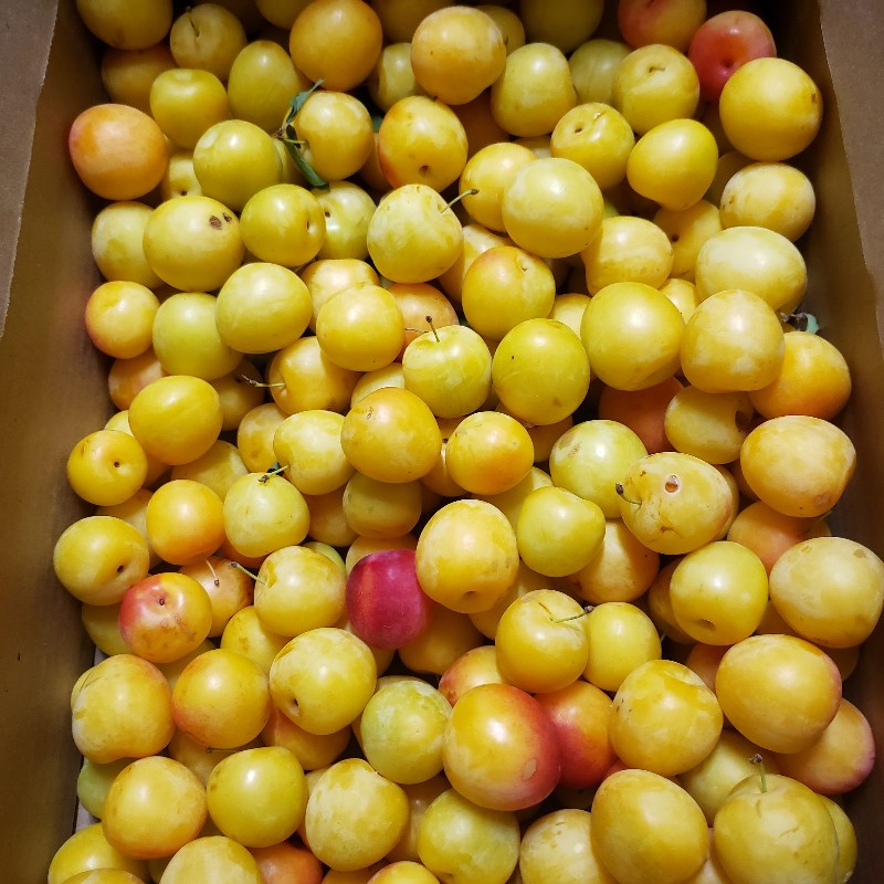 Plums, Early Golden 25lb - Palatine