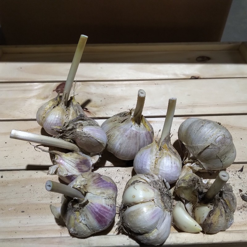 Garlic 1lb seconds - Bowman