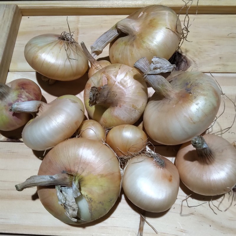 Onions, Cipollini 1lb - Bowman