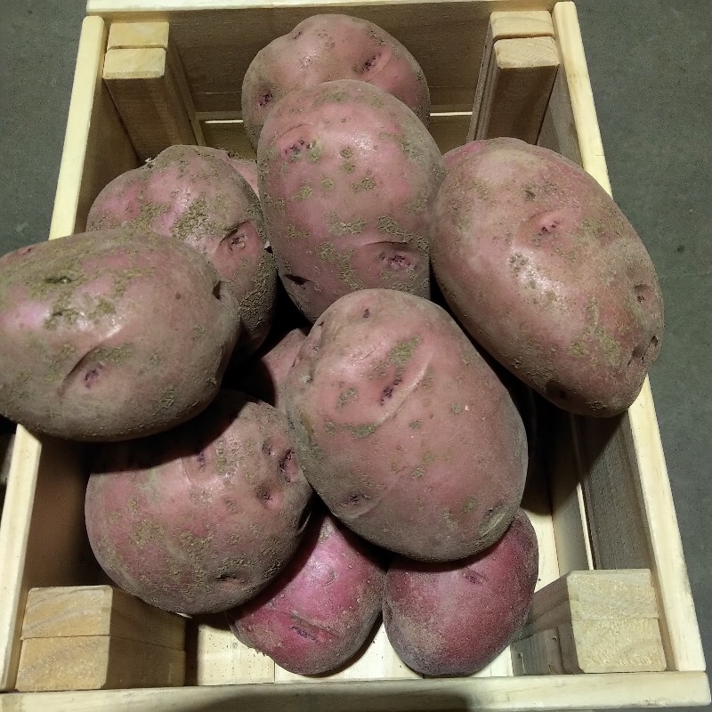 Potatoes, Jumbo Red - 5lb - Bowman