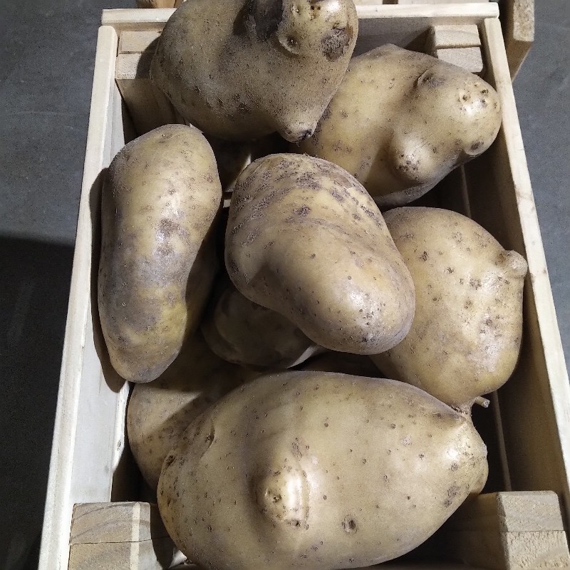 Potatoes, Jumbo Yellow - 10lb - Bowman