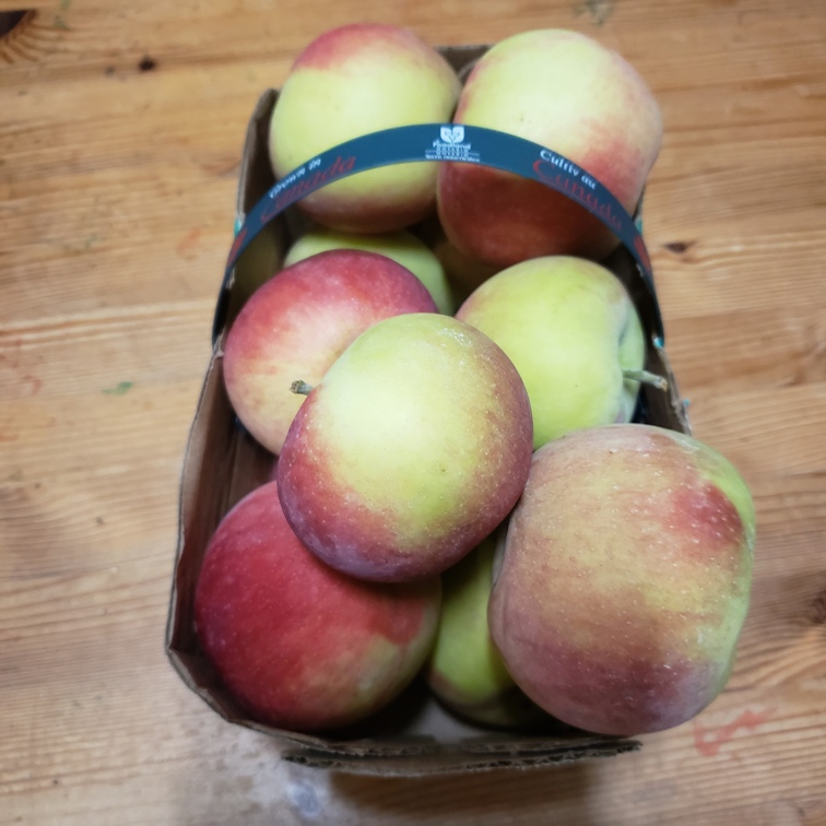 Apples, Paula Red - 3L - Apple Creek Farm