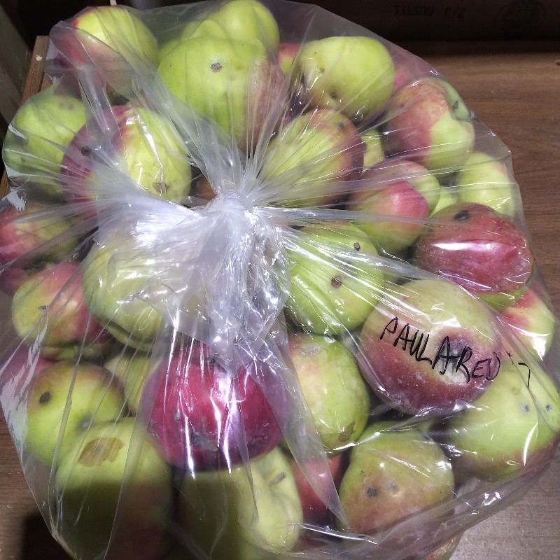 Apples, Paula Red 2nds - 1/2 bushel - Apple Creek Farm