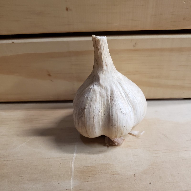 Garlic, Hardneck bulb - Knechtels