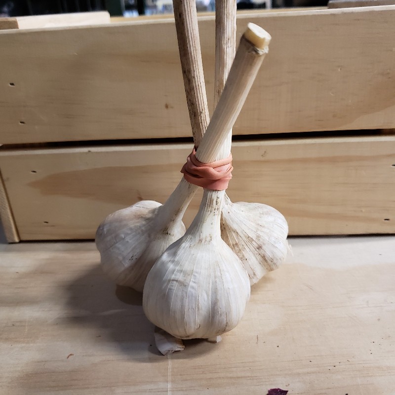 Garlic, Hardneck 3ct - Knechtels