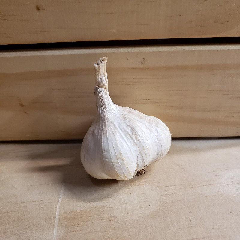 Garlic, Softneck bulb - Knechtels