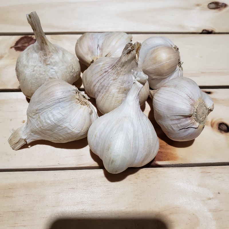 Garlic, Softneck 1/2lb - Knechtels - SALE