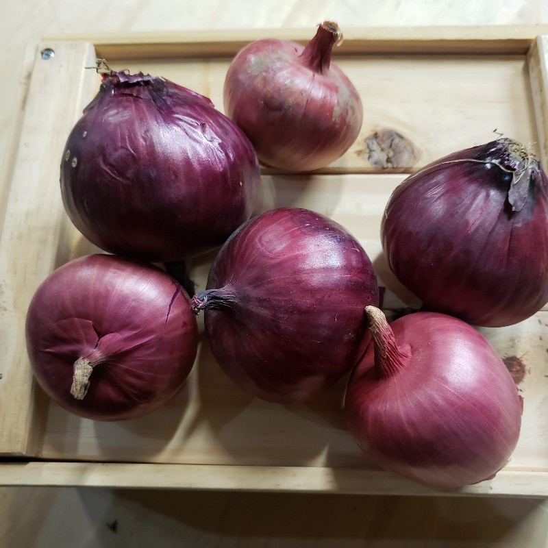 Red Onions, 2lbs - Knechtels