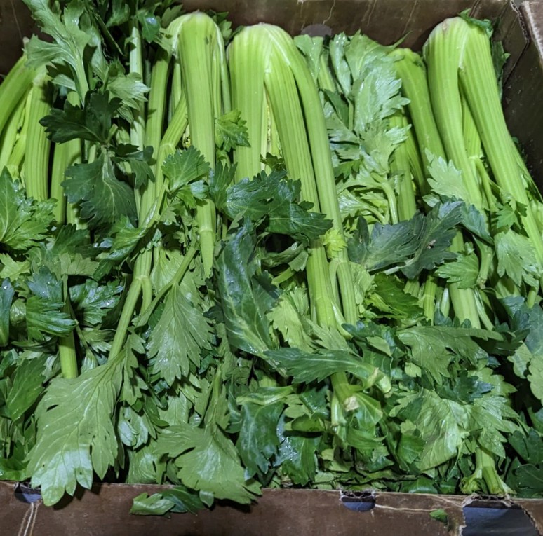 Celery, Bulk (10pack)