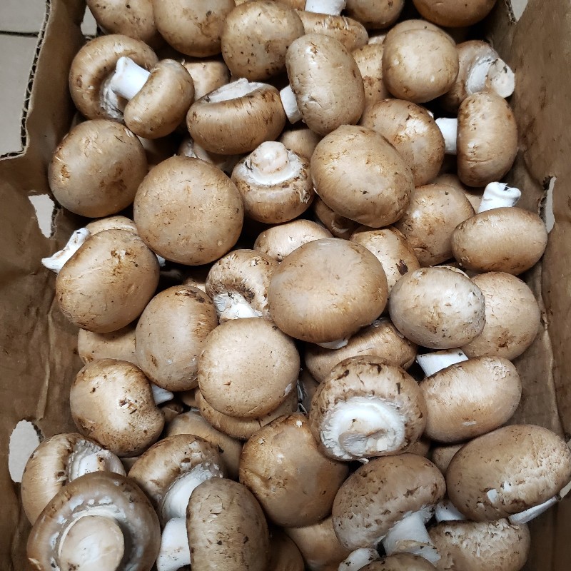 Mushrooms, Cremini 8oz