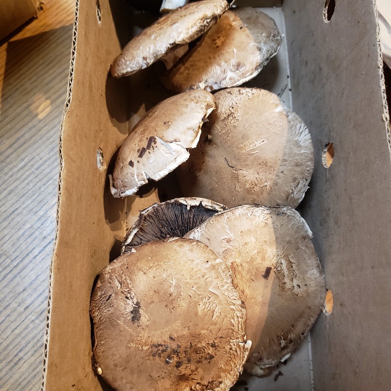 Mushrooms, Portabello 12oz