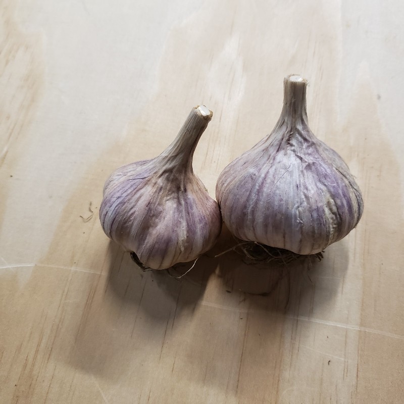 Garlic, Red Russian bulb - Summer's Harvest