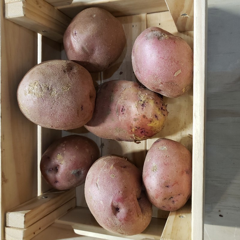 Potatoes, Red 1lb - Summer's Harvest