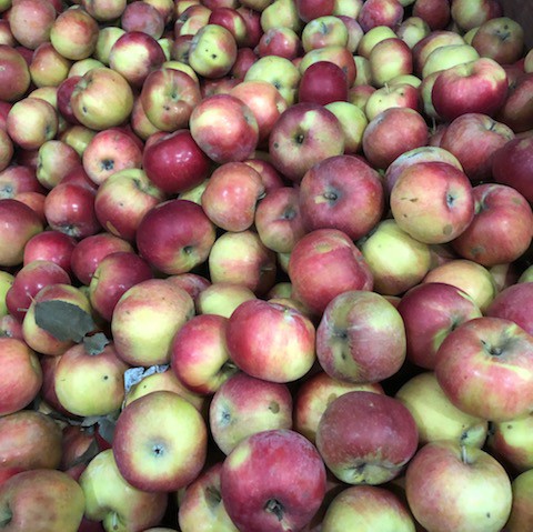 Apples, Mystery 2nds 1/2 Bushel - Apple Creek