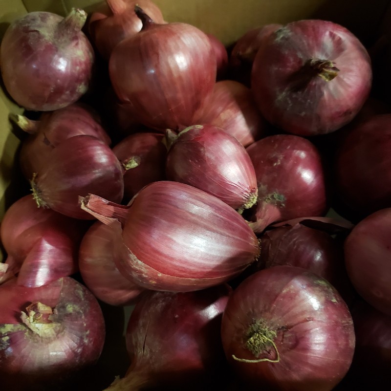 Onions, Red 5lbs - Knechtels