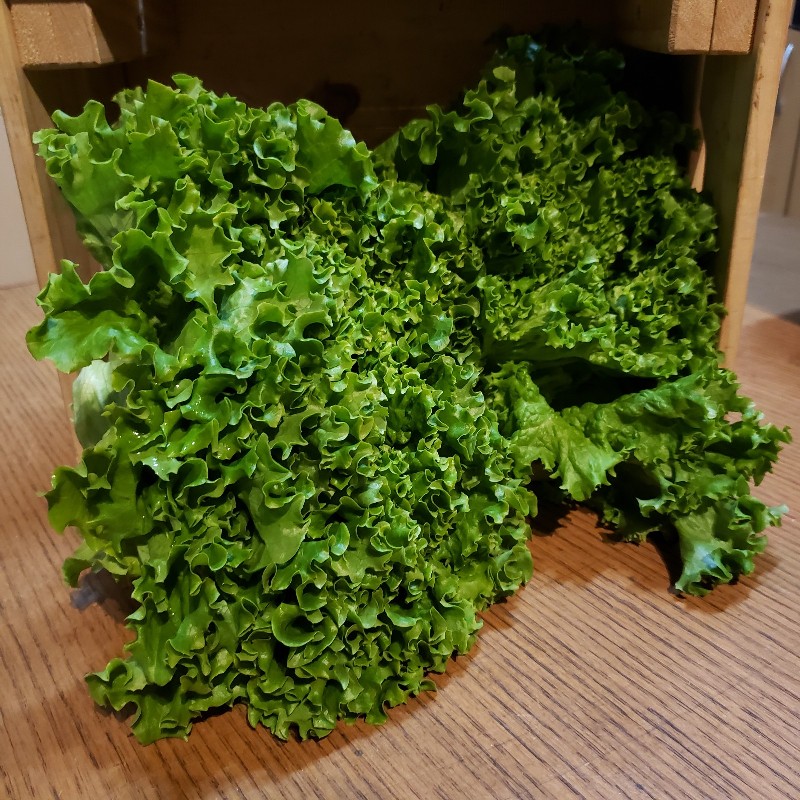 Lettuce, Green Leaf - Pfenning
