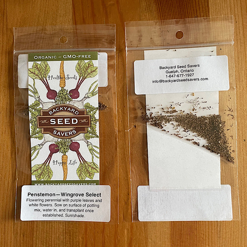 Seeds - Penstemon, Wingrove Select