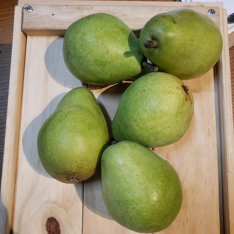 Pears, D'Anjou 5pk - Mike & Mike's