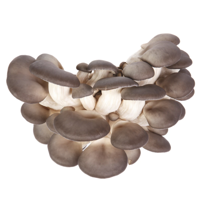 Mushrooms, Black Oyster 16oz - TCM
