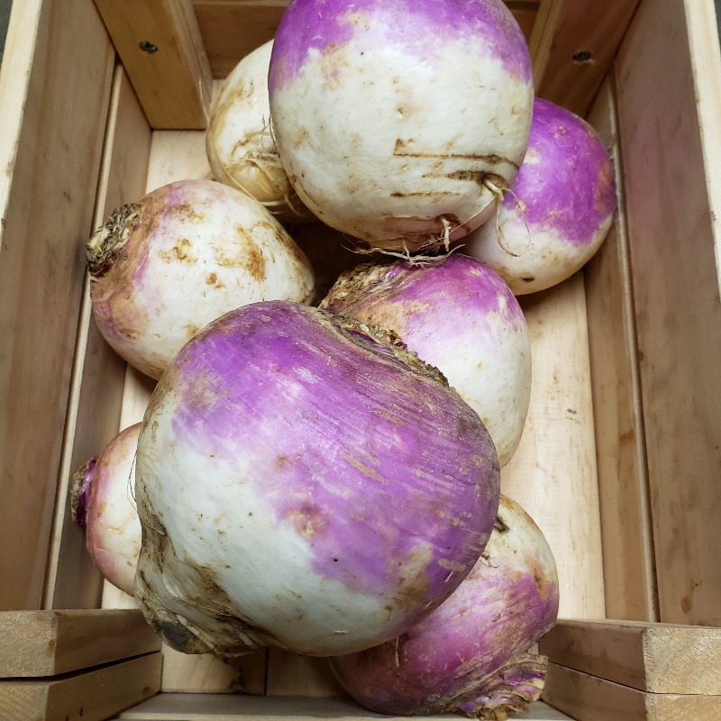 Turnips, Purple Top