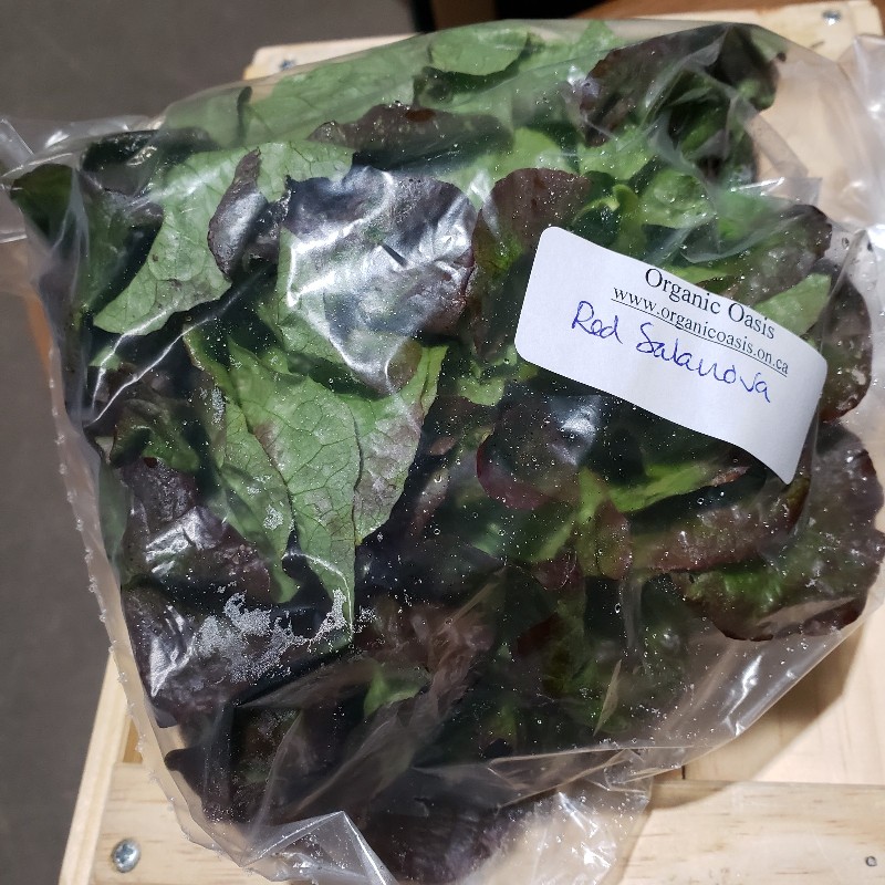 Lettuce, Red Salanova Head - Organic Oasis