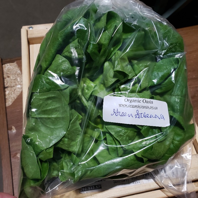 Lettuce, Green Salanova Head - Organic Oasis
