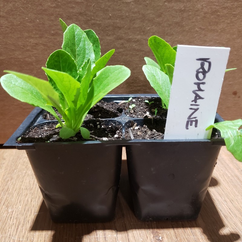 Seedlings, Lettuce - Romaine 4 pack - Knechtels
