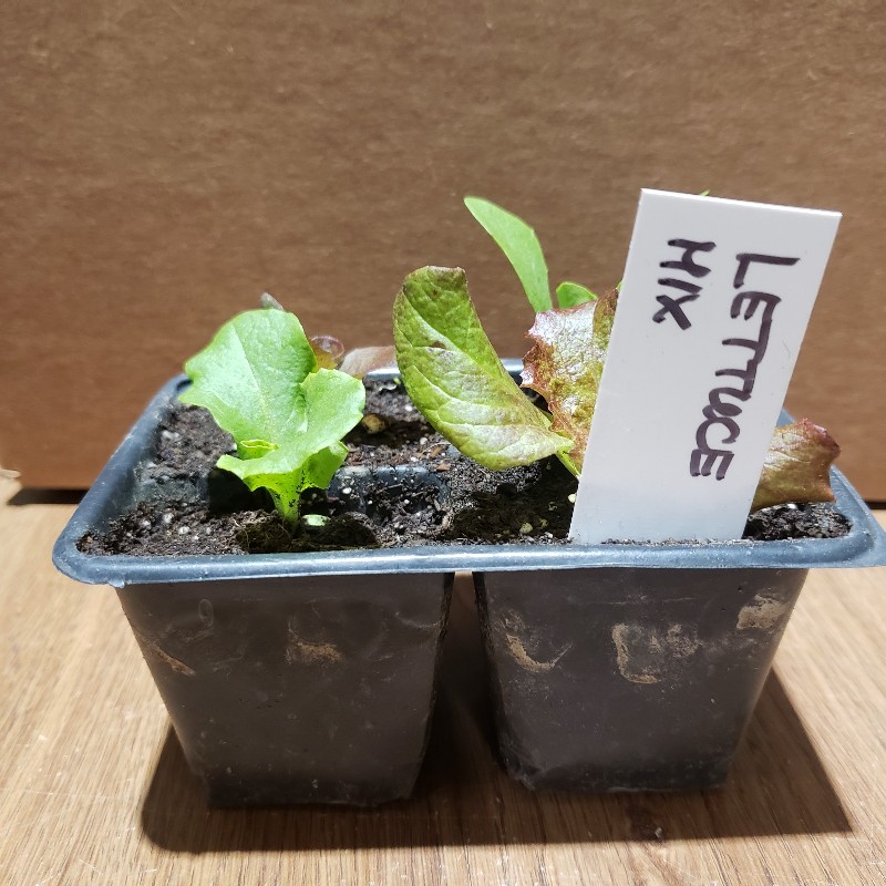 Seedlings, Lettuce, Mixed 4 pack - Knechtels