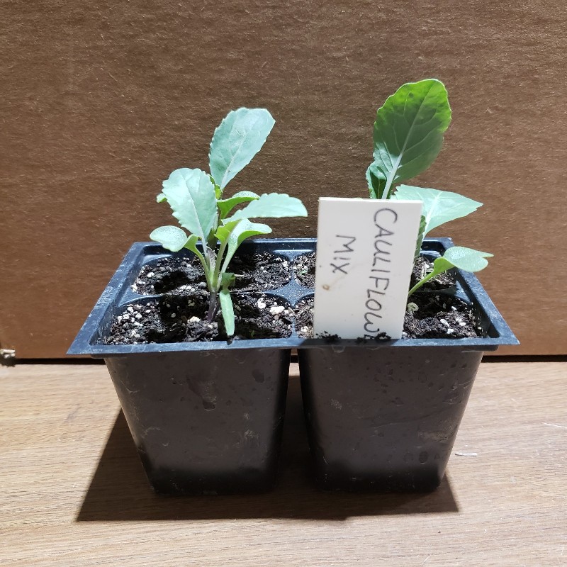 Seedlings, Cauliflower- Mix (2 Varieties), 4 Pack - Knechtels