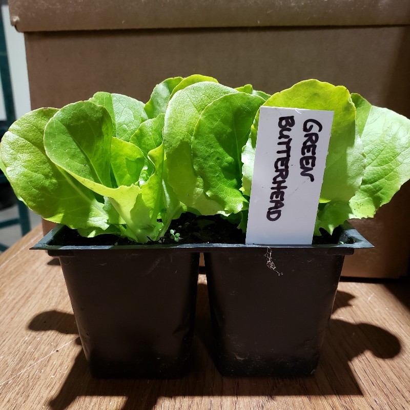 Seedlings, Lettuce - Green Butterhead 4 pack - Knechtels