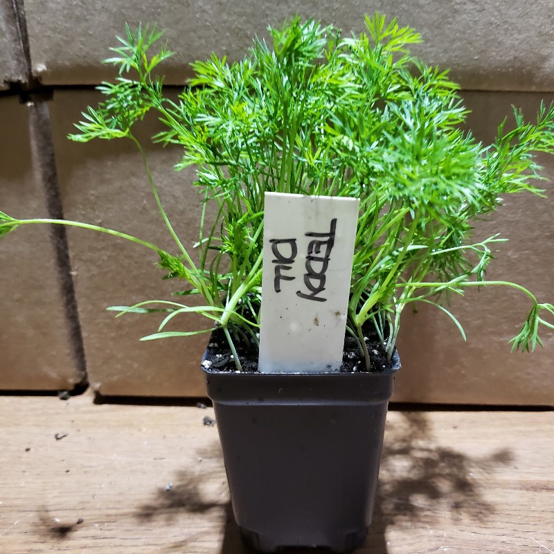 Seedlings, Dill - Teddy, 3 inch pot - Knechtels