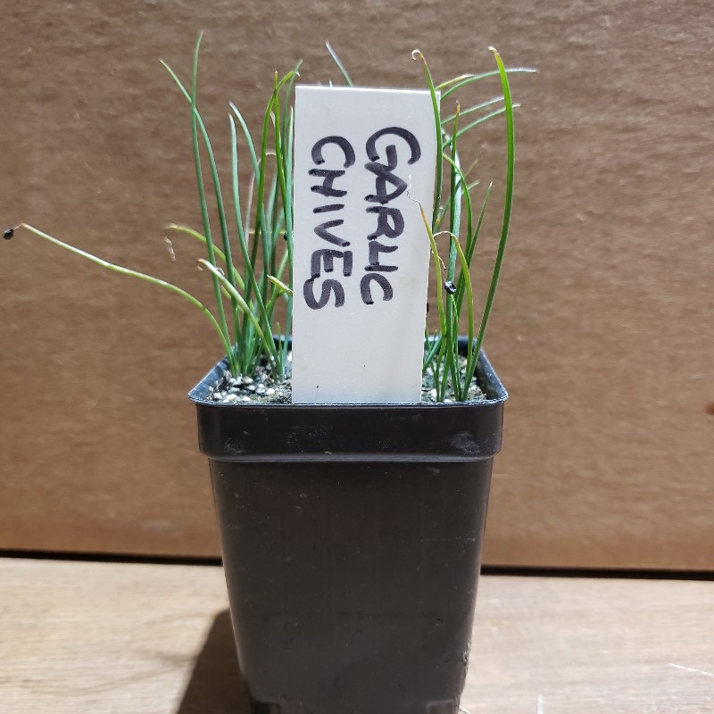 Seedlings, Chives - Garlic, 3 inch pot - Knechtels