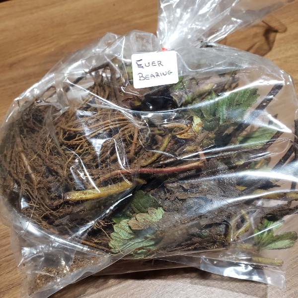 Plants, 10 pack Bare-Root Everbearing Strawberry (dormant) -Knechtels