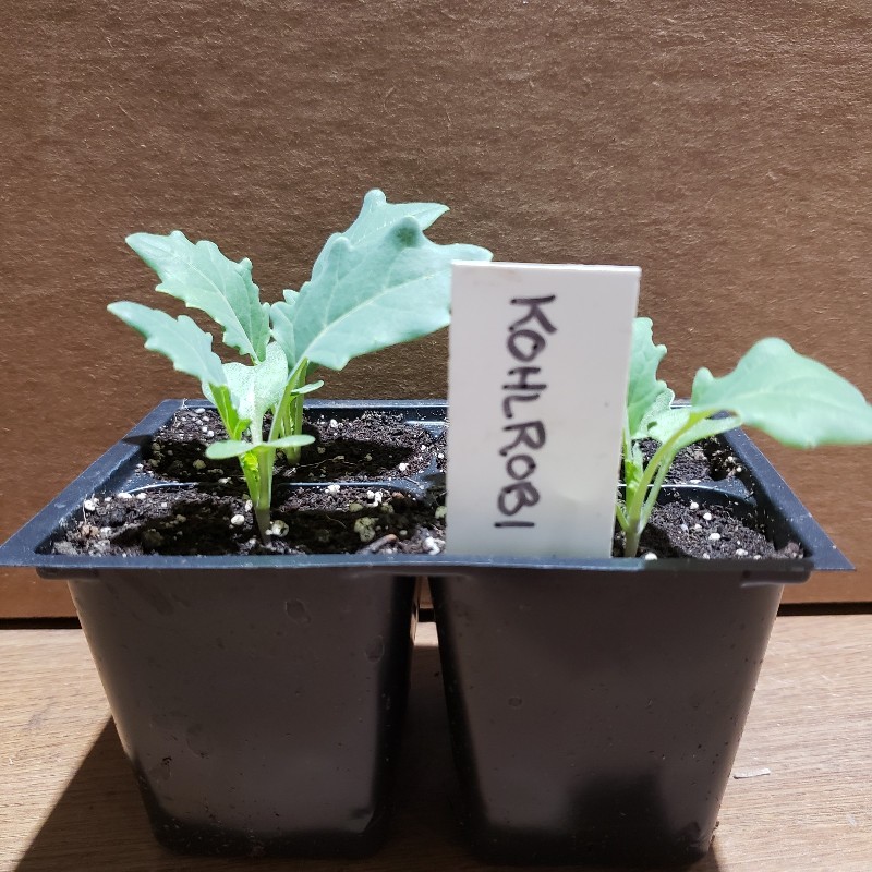 Seedlings, Kohlrobi, 4 Pack - Knechtels