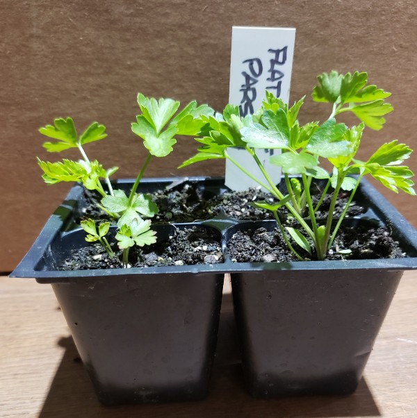 Seedlings, Parsley - Flat Leaf, 4 pack - Knechtels