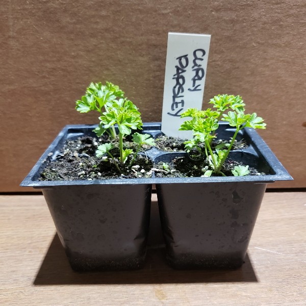Seedlings, Parsley - Curly Leaf, 4 pack - Knechtels