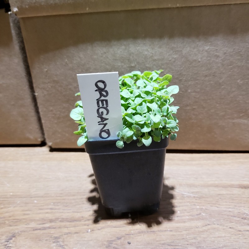 Seedlings, Oregano 3 inch pot - Knechtels