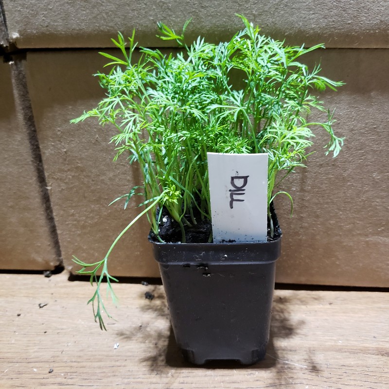 Seedlings, Dill - Bouquet, 3 inch pot - Knechtels