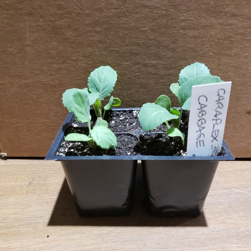 Seedlings, Cabbage - Caraflex, 4 pack - Knechtels