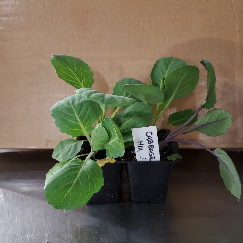 Seedlings, Cabbage - Mix (4 Varieties), 4 pack - Knechtels