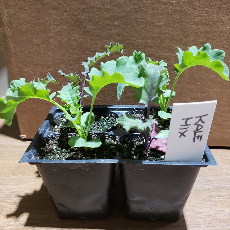 Seedlings, Kale - Mix (2 green, 2 red varieties), 4 pack - Knechtels