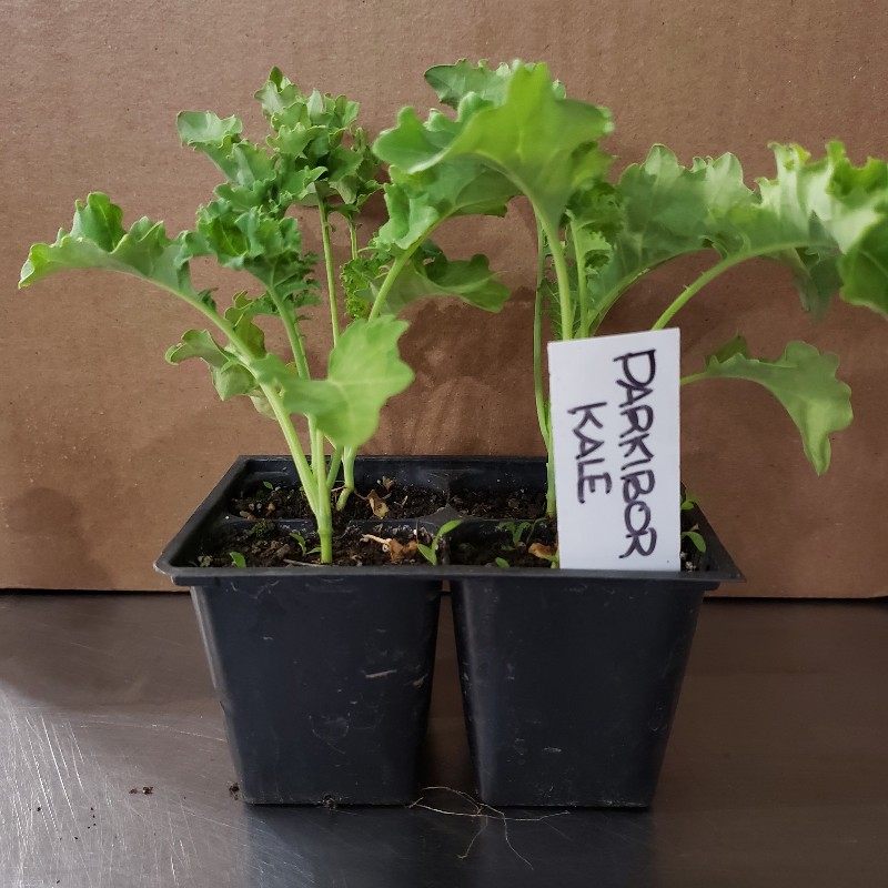 Seedlings, Kale - Darkibor (Green Variety), 4 pack - Knechtels