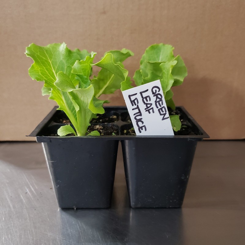 Seedlings, Lettuce - Green Leaf 4 pack - Knechtels