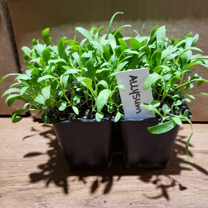 Seedlings, Alyssum - White, 4 pack - Knechtels