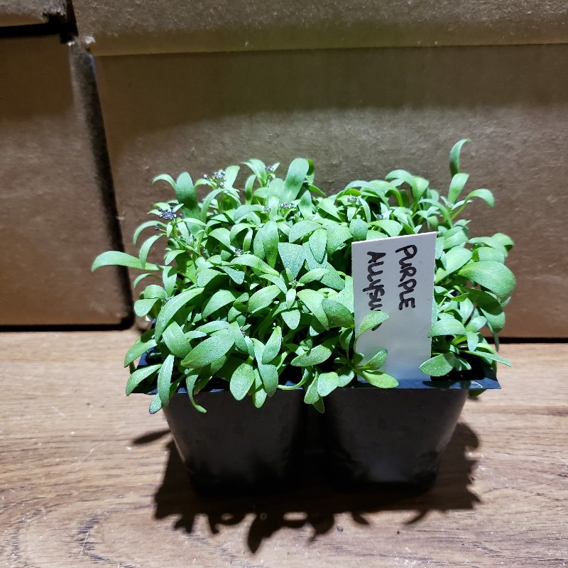 Seedlings, Alyssum - Purple, 4 pack - Knechtels