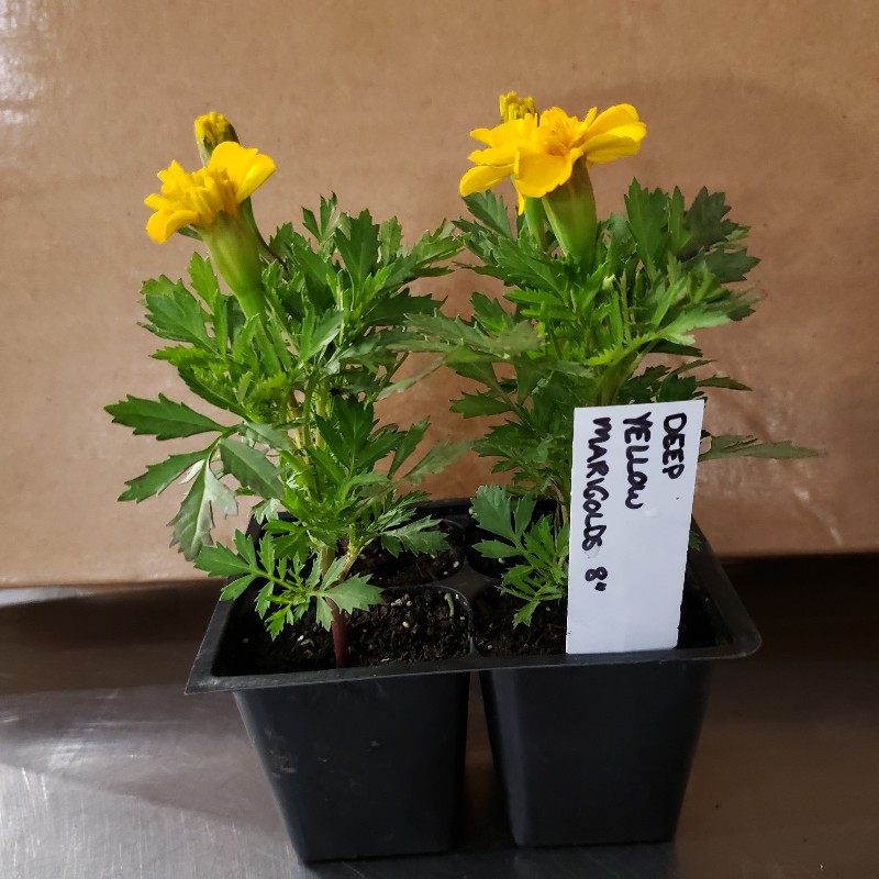 Seedlings, Marigold - Short Yellow, 4 pack - Knechtels